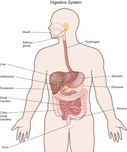 The Digestive System