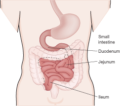 The Small Intestine